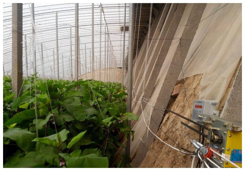 种植技术 茄子为什么要人工授粉 茄子人工授粉要如何操作