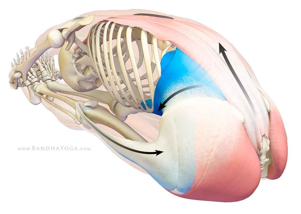 thoracolumbar fascia - paschimottanasana