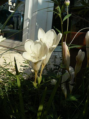 freesia.jpg