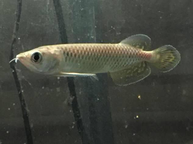 ノーザンバラムンディ の販売 ポロロッカ足柄 神奈川県南足柄市のペットショップ