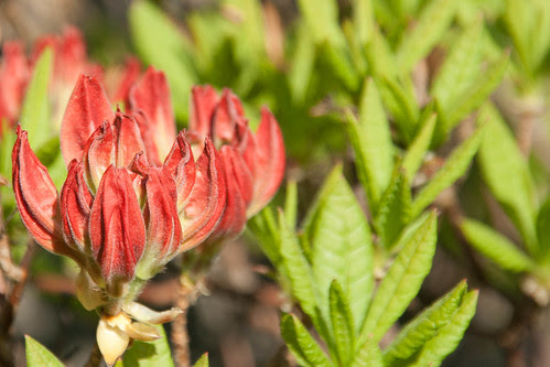 Textured flower