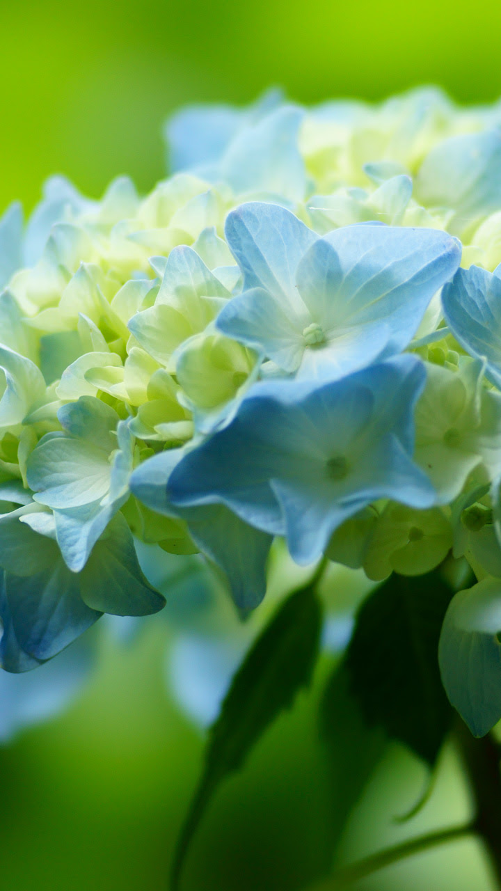 アジサイ 紫陽花 スマートフォン壁紙タウン