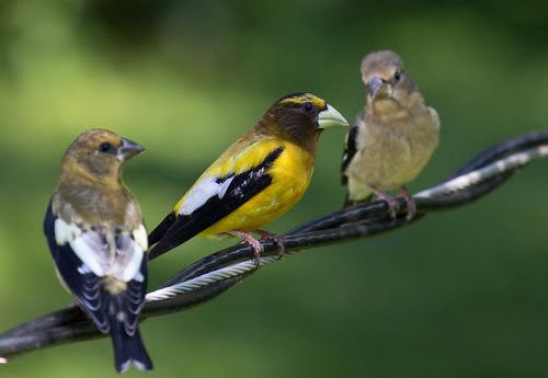 Evening Grosbeak
