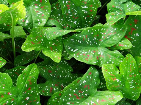 Home home & living outdoor living gardening every editorial product is independently selected, th. Caladium Plant Light Green Leaves Fluted With White And