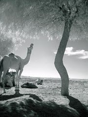 Resting camel