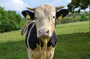 How Many Animals Are Killed Each Year?