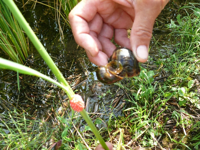 ピンク色のオオタニシの卵 十時花園 食卓菜園を提案