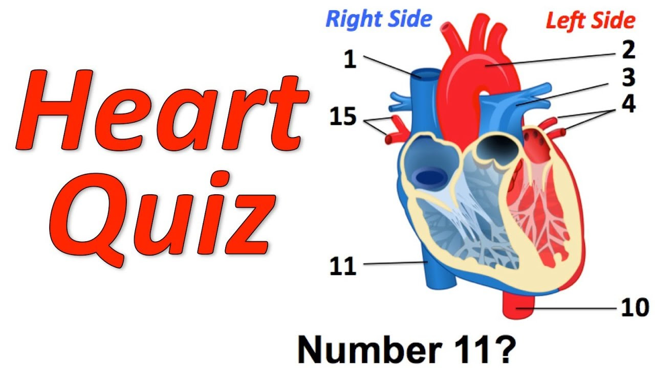 Circulatory System Musical Quiz (Heart Quiz) - YouTube