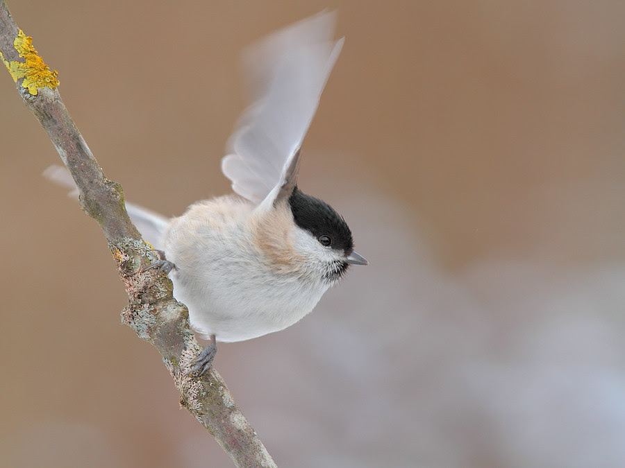 nature photography, view community,