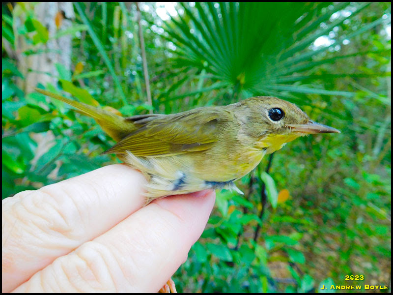 Common Yellowthroat Common Yellowthroat