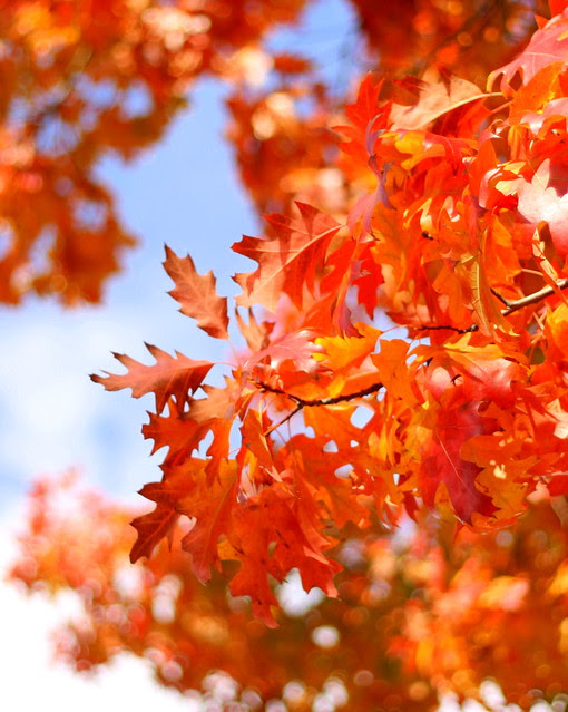 Leaves