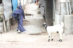 Th Sacrificial Goat and The Muslim Woman At Crossroads by firoze shakir photographerno1