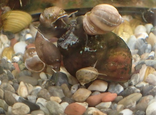 サカマキガイ２ 萌萌虫雑記帳