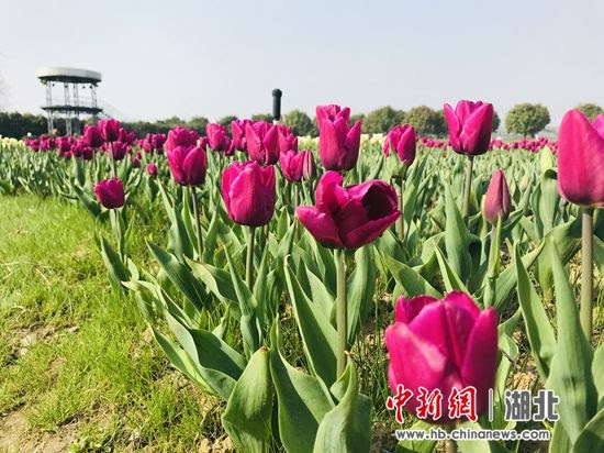 中新网湖北湖北新闻网武汉东西湖郁金香主题公园首届球根花卉展启动