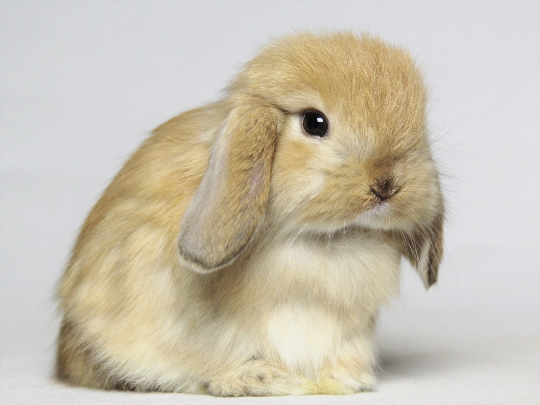 赤ちゃんうさぎ うさぎ専門店 うさぎの森