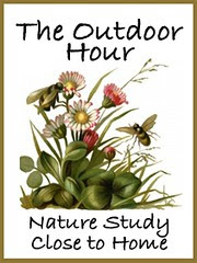Outdoor Hour button