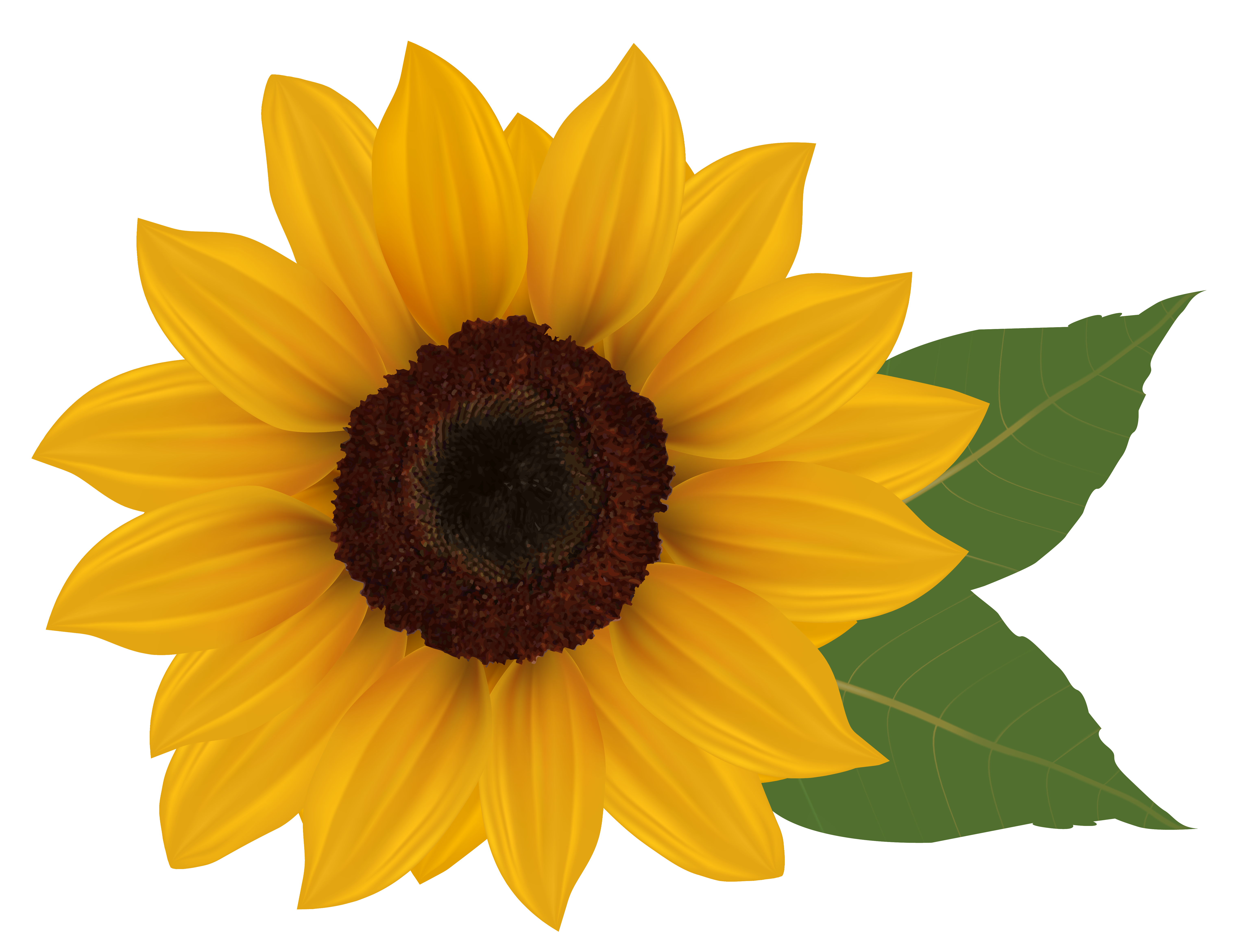 Free Free 298 Clipart Sunflowers Images SVG PNG EPS DXF File