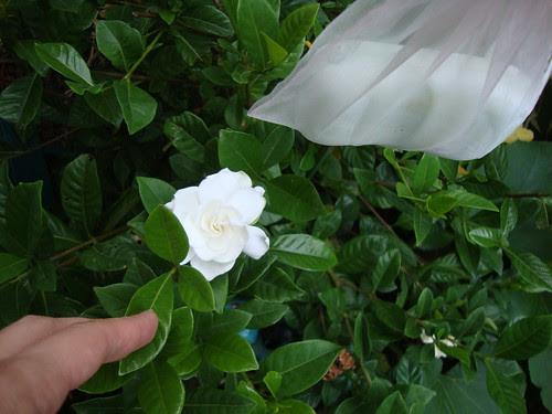 gardenia and protective soap 8/25/12
