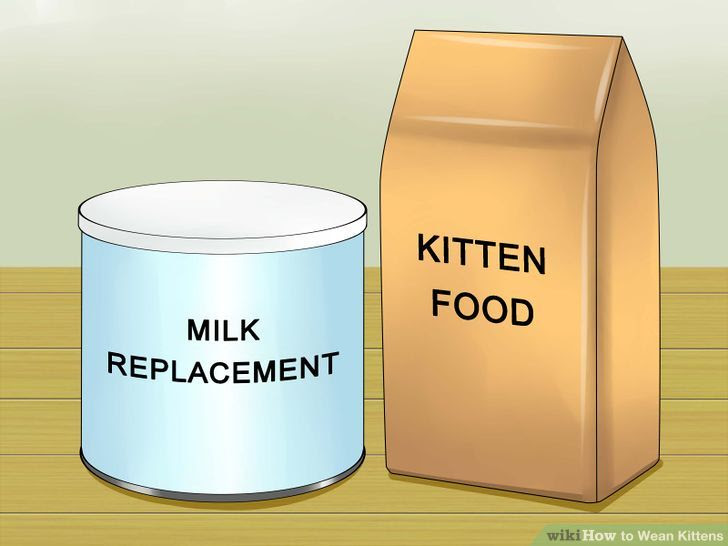 Wean Kittens Step 2 Version 2.jpg