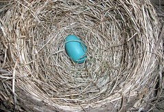 RobinEgg_42310