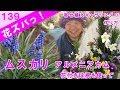 画像 ムスカリ 寄せ 植え 216880-ムスカリ 寄せ植え おすすめ