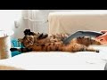 Cats Loving the Vacuum Cleaner #59
