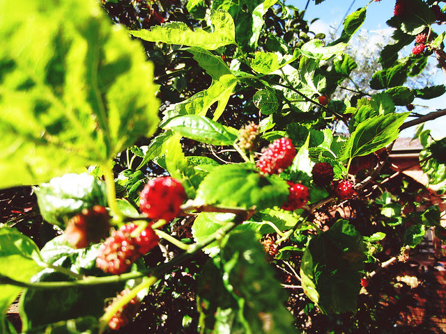Mulberries