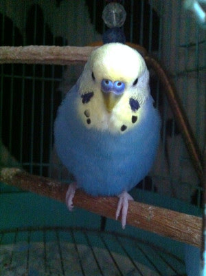 セキセイインコちゃんのお財布 オーダー インコdeぴーにようこそ