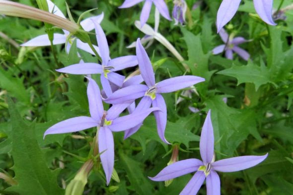イソトマ 路傍の花