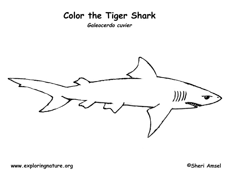 Shark (Tiger) Coloring Page