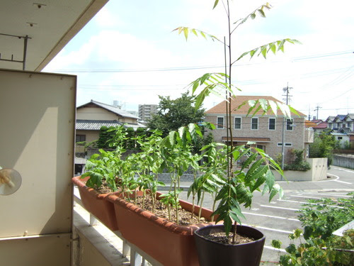 ベランダ菜園 バジルをニームと大葉で守る