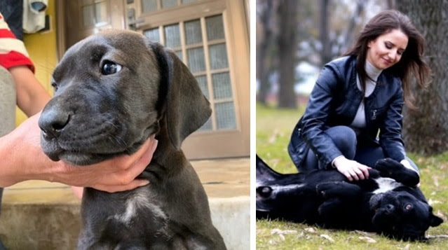 9 Signs Your Cane Corso Is Actually Your Baby Sonderlives