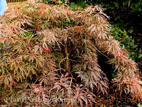 acer