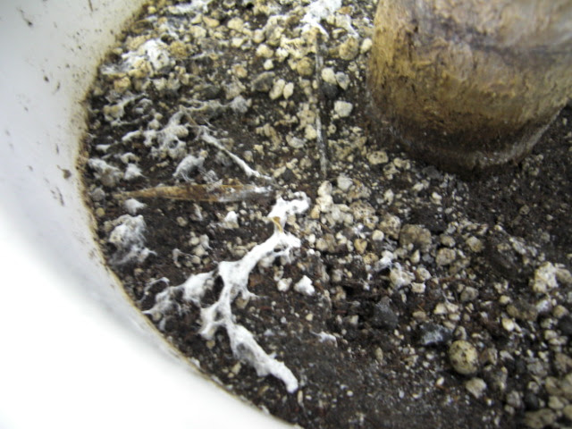 観葉植物にカビが生えてしまった 土カビの正しい対処法や薬での予防法