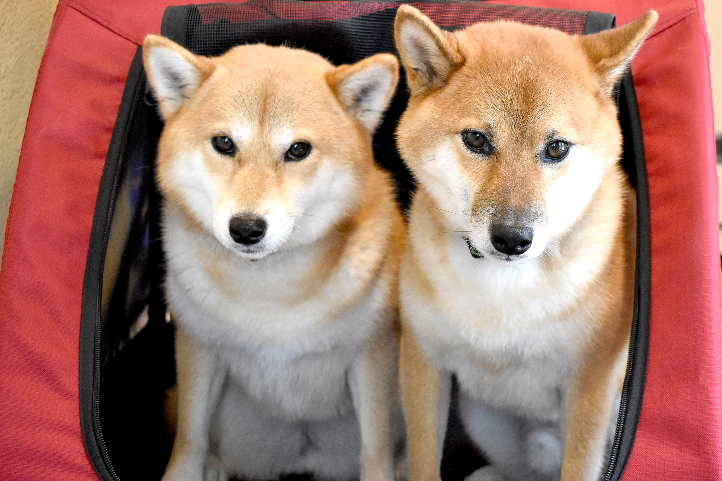 犬のオスメスの見分け方4選 犬の性別は顔で判断できる できない