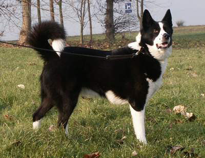 Sangliersnet Les Chiens