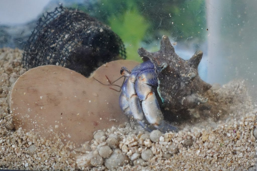 オカヤドカリの飼育方法 注意点などを飼育体験をもとに紹介します 熱帯魚の飼育方法