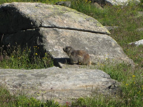 Marmotta