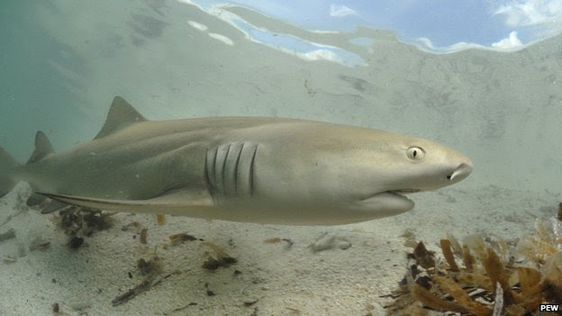 sharks