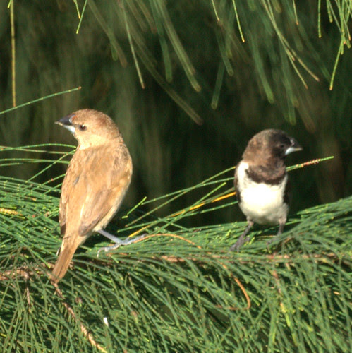 Nutmeg and Bronze Mannikins
