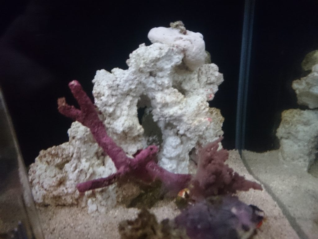 人工ライブロックに石灰藻が増えてきました 30cm水槽の海水魚飼育