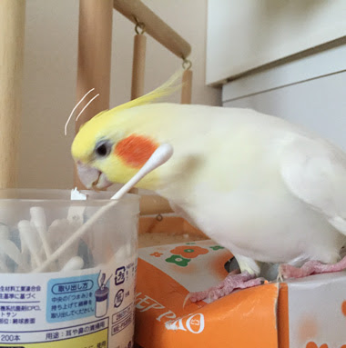 大体のオカメインコが好きな遊び マルといっしょ Powered By ライブドアブログ