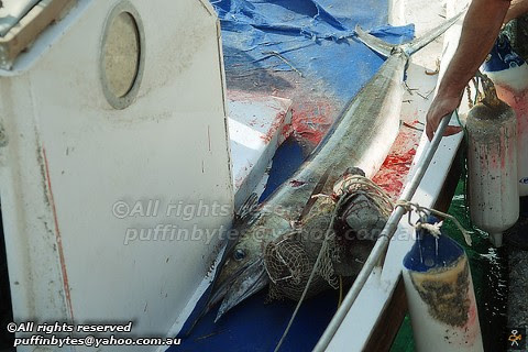 Mediterranean Spearfish - Tetrapturus belone