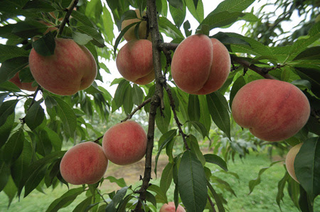 モモの育て方 鉢植え 根が詰まりやすいので浅植えに