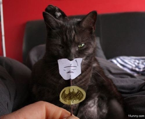 Batman Cat Costume | 1Funny.com