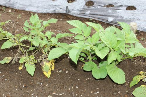 葉が黄色に インカのめざめ