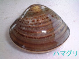 三重 津御殿場で採れる貝の種類 写真