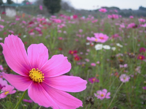 Ps 秋桜 希望ヶ丘公園 Ps 花と緑の街づくり Ps