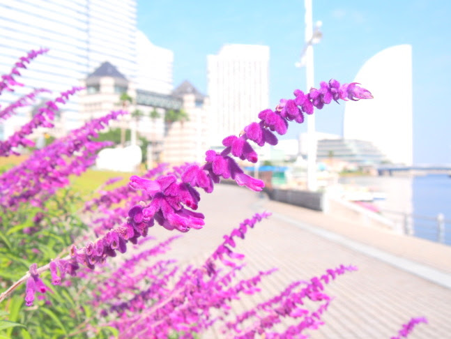 秋の花図鑑