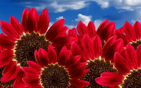 pure red sunflowers wallpapers hd wallpapers id